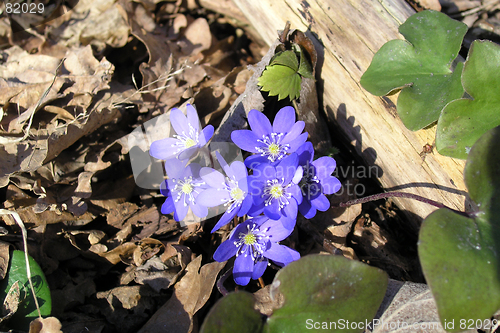 Image of hepatica