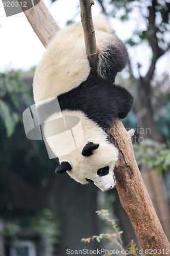 Image of panda climbing tree