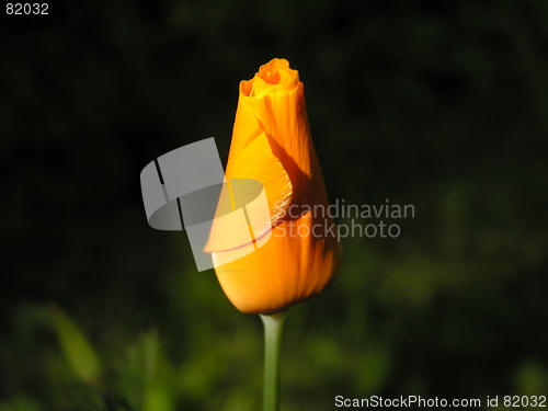 Image of Yellow flower