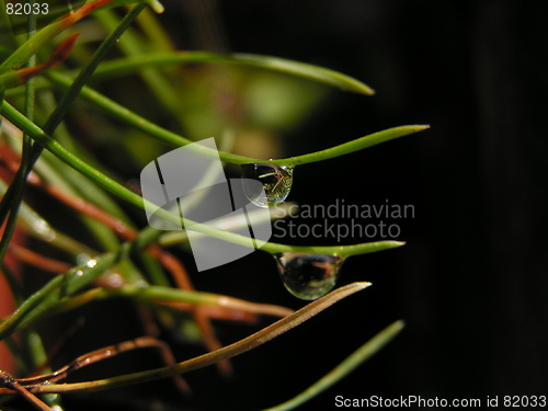 Image of Droplet on Fir