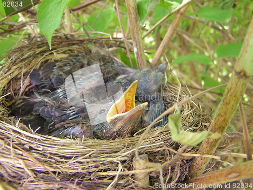 Image of Blackbirds