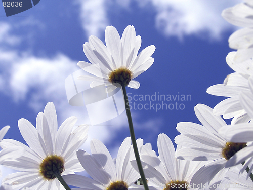 Image of Flower in the sun
