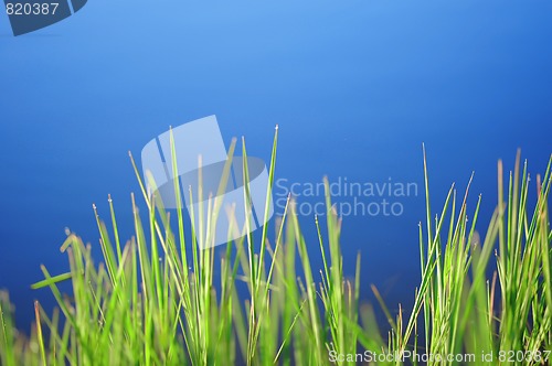 Image of Morning dew drops