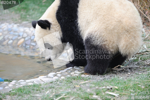 Image of drink panda