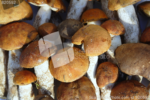 Image of  mushroom