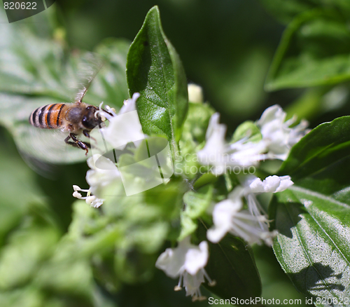 Image of Dwarf honeybee in flight