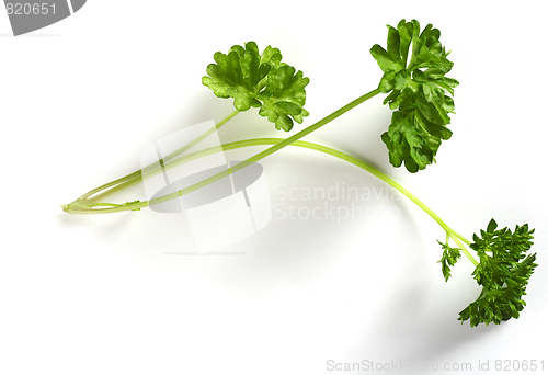 Image of Sprig of parsley over white