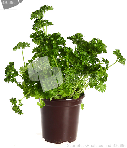 Image of Pot of fresh parsley