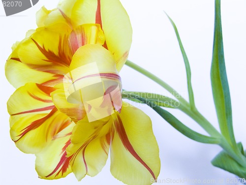 Image of Opened tulip