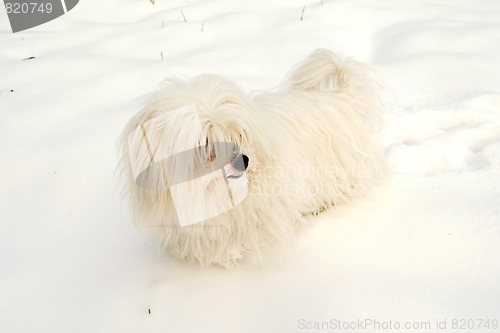 Image of  Coton de Tulear