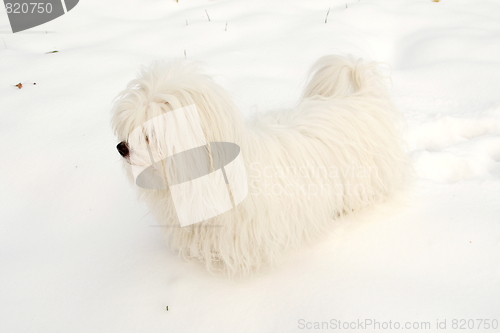 Image of  Coton de Tulear