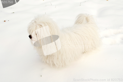 Image of  Coton de Tulear