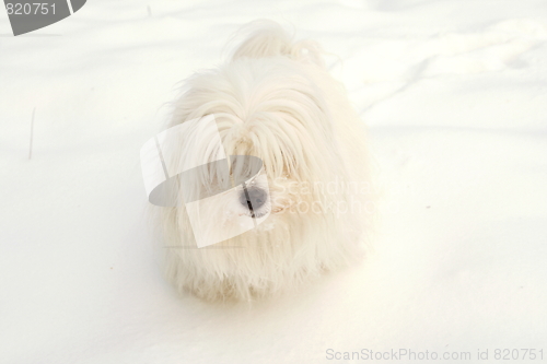 Image of  Coton de Tulear