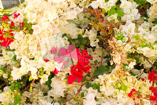 Image of flower tree