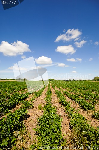 Image of Rows of plants