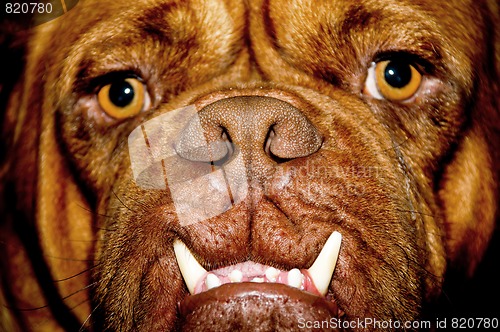 Image of Dog face
