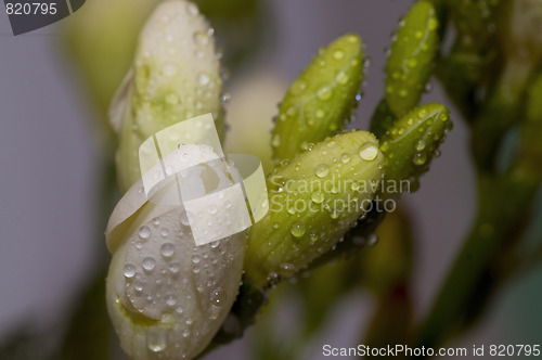 Image of lovely freesia