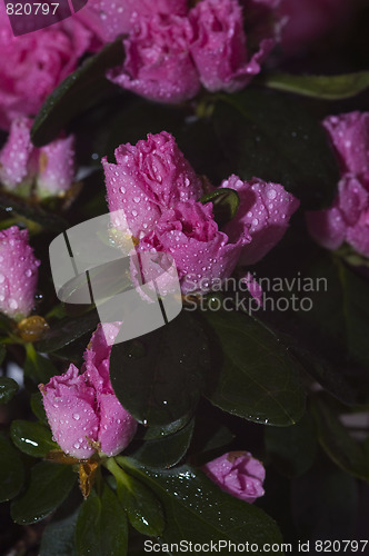 Image of spring pink flowers