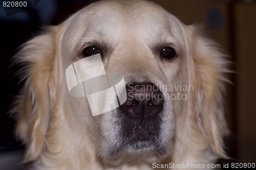 Image of serious looking golden retriever