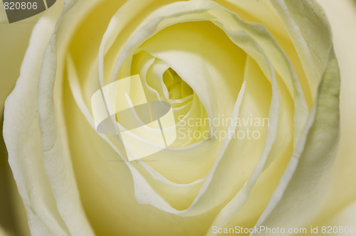 Image of white rose 2