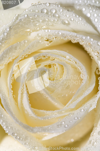 Image of white rose 3