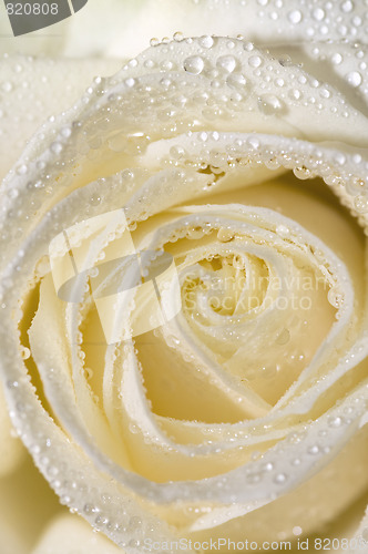 Image of white rose 4