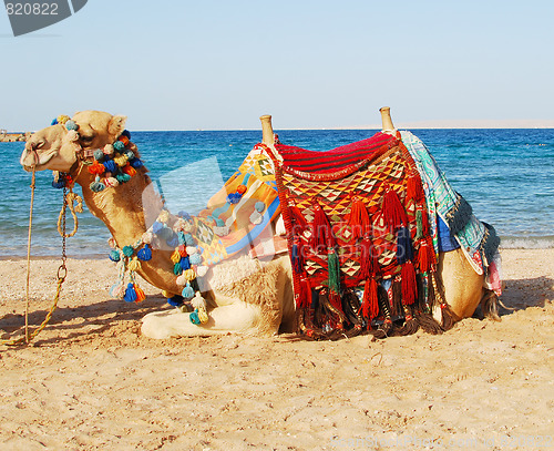 Image of camel