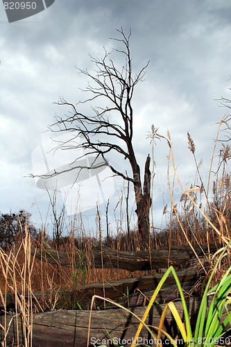 Image of tree