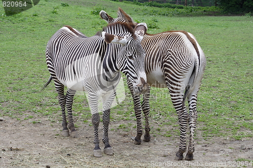 Image of Two zebras standing side-by-side