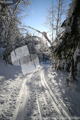 Image of Ski tracks