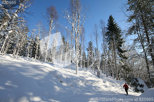 Image of Skiing