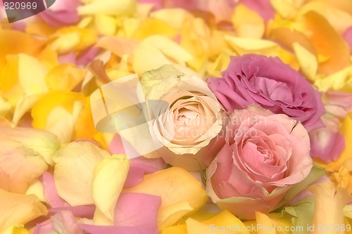 Image of Rose petals