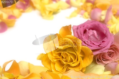Image of Rose petals