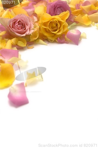Image of Rose petals