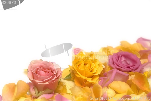 Image of Rose petals