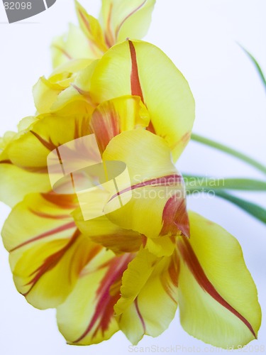 Image of Yellow tulip