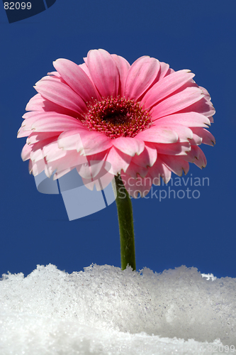 Image of Gerbera