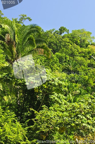 Image of Tropical jungle background