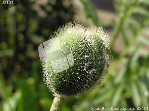 Image of poppy bud