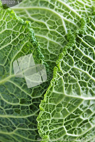 Image of Closeup of green cabbage leaves