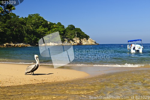 Image of Pelican on beach in Mexico