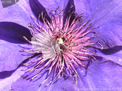 Image of clematis stamen