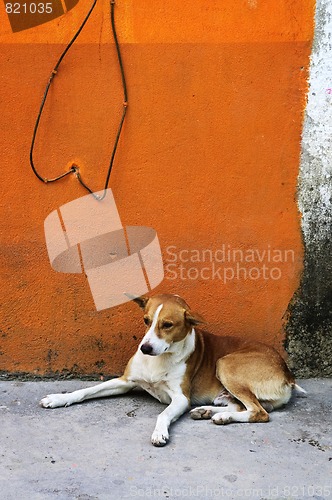 Image of Dog near colorful wall in Mexican village