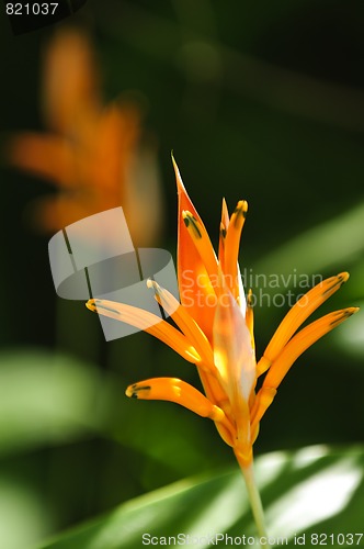 Image of Tropical orange heliconia flower
