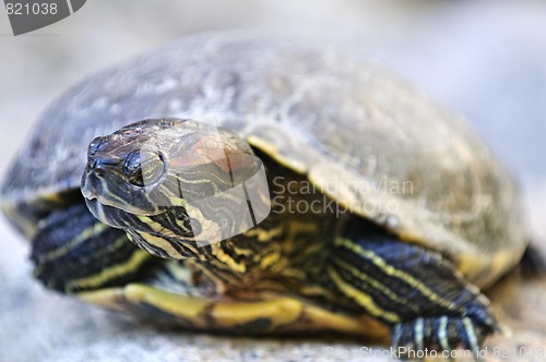 Image of Red eared slider turtle