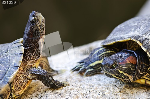 Image of Red eared slider turtles