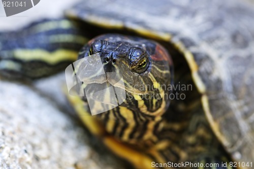 Image of Red eared slider turtle