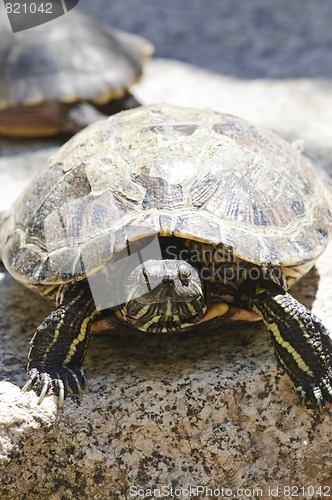 Image of Red eared slider turtle