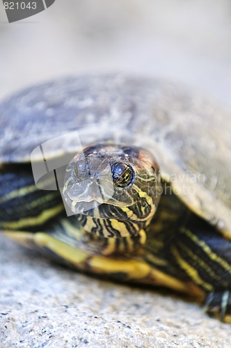 Image of Red eared slider turtle