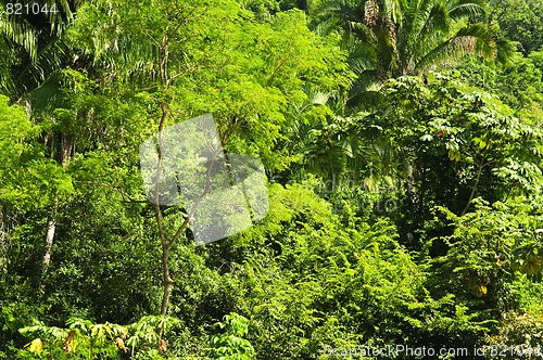 Image of Tropical jungle background